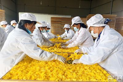 菊花变身“致富花” 特色产业助脱贫