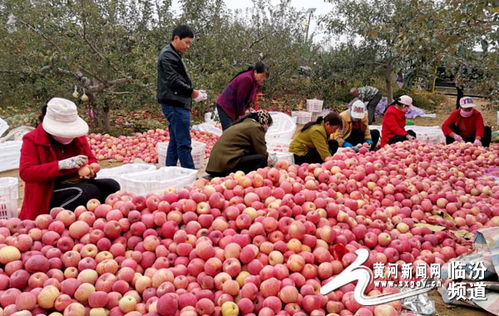 专业合作社 吉县中兴苹果专业合作社